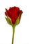 Red rose isolated