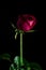 Red rose isolated black,In the dark days of love