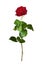 Red rose isolated on white