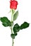 Red rose isolated on white background