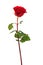 Red rose isolated on white background.