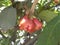 Red Rose java apples