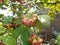 Red rose or java apples on the eugenia tree