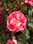 Red rose of the keukenhof exhibit of 2012