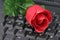 Red rose and keyboard