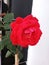 Red Rose king flower beautiful