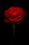 Red rose kissed with light