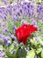 Red rose on a lavender background.