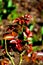 Red rose leaves. Nice flowers in the garden in spring, in a sunny day