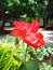 Red Rose and leaves with torn petals because they were eaten by insects