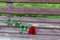 Red rose left to wither on a bench as a symbol of separation and loneliness