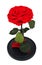 Red rose. Long-lasting rose in a flask,