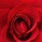 Red rose macro