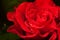 Red rose macro