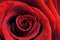 Red rose, macro, foliage and floral background