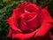 Red rose macro green blurred background natural wallpaper