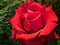 Red rose macro green blurred background natural wallpaper