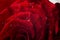 Red rose macro photo with water drops. Fresh and bright still life studio photo for love and romantic illustration