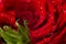 Red rose macro photo with water drops. Fresh and bright still life studio photo for love and romantic illustration