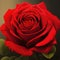 Red rose macro, rose flower background. Generative Ai