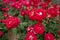 Red rose with more red roses in the background in the streets of Fukuyama, city of roses, Japan