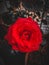Red Rose Nature HD Wallpaper
