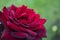 Red rose in nature, wedding rose