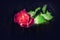 Red rose negative effect on dark background