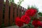 Red Rose Next to a Fence