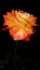 Red rose night photo flowers