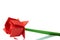 Red rose origami model