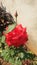 Red rose original garden floral beautiful wonder of creation