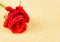Red rose on parchment paper background with space for text