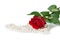 Red rose with pearl bijouterie necklace on white background.