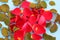 Red rose petals scattered on a blue background