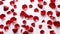 Red rose petals on white background