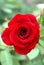 Red rose photo in full bloom beautiful fresh amazing picture