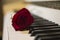 Red rose on a piano