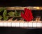 Red rose on piano keyboard