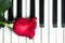Red rose on piano keyboard. Abstract music background