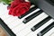 Red rose on piano keyboard. Love song concept, romantic music