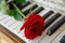 Red Rose and Piano Keys II