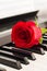 Red rose piano keys romantic background.