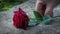 Red Rose Is Placed On Gravestone