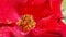 red rose pollens closeup