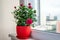 Red rose in pot stand on the windowsill on the balcony