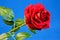 Red rose Queen of flowers on blue background.