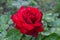 Red rose. Queen of the garden.