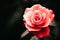 Red rose after the rain detail with several water droplets with a dramatic natural light illumination against a dark background