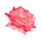 Red rose after rain isolated on a white background. Beautiful natural flower for postcards and design project